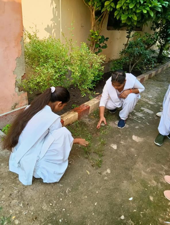 वृक्षारोपण